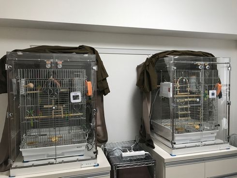 �E���R�C���R�̒���������ꂽ�A�N�����P�[�X