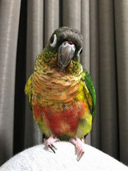 �E���R�C���R