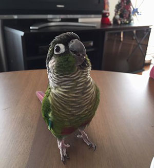 �E���R�C���R