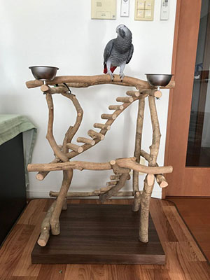 �o�[�h�W���ɏ�郈�E��