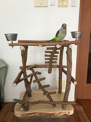 �o�[�h�W���ɏ��I�L�i�C���R