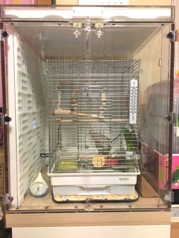 �I�J���C���R�̒���������ꂽ�A�N�����P�[�X