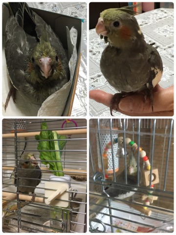 �I�J���C���R�̐����̋O��