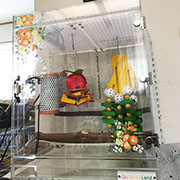 シロハラインコのブリーダーさん