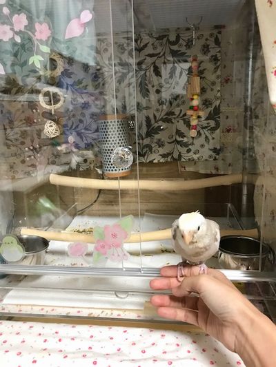 �w�ɏ��I�J���C���R