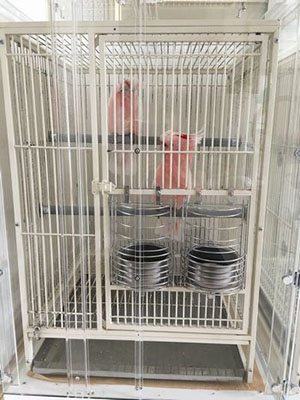 �N���}�T�J�I�E���̃A�N�����P�[�X