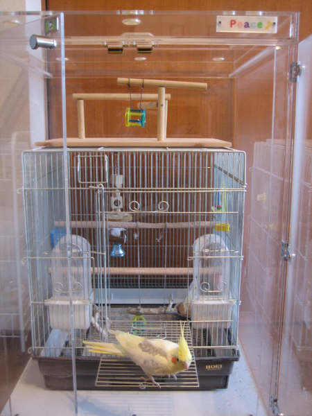 �I�J���C���R�̒���������ꂽ�A�N�����P�[�X