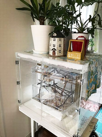 �A�N�����P�[�X�̏�Ɋϗt�A��