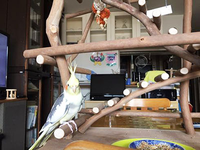 �I�J���C���R�̃o�[�h�W��