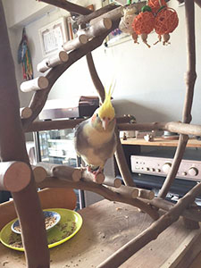 �o�[�h�W���ɏ��I�J���C���R