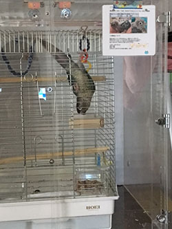 �E���R�C���R�̃A�N�����P�[�X�@�h���d�l