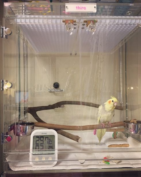 �I�J���C���R�̃A�N�����P�[�X