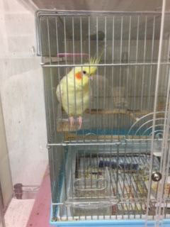 �I�J���C���R�̃A�N�����P�[�X