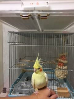 �r�Ɏ~�܂�I�J���C���R