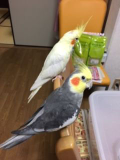 �֎q�Ɏ~�܂�I�J���C���R