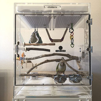 �E���R�C���R�̃A�N�����P�[�X