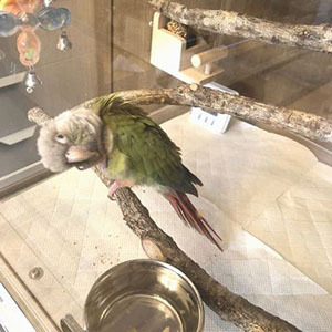 ��ڌ����̃E���R�C���R