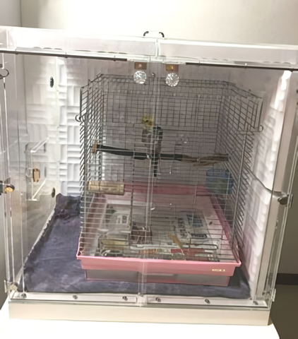 �I�J���C���R�̃A�N�����P�[�X�@�����h��