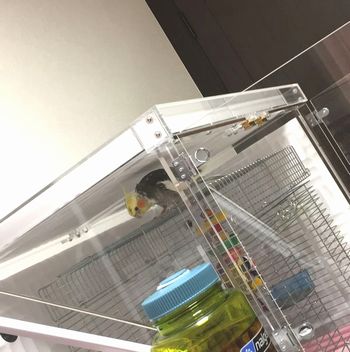 �������̏��T��