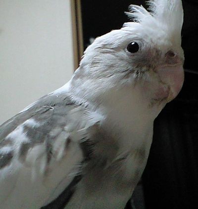 �I�J���C���R