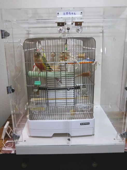 �E���R�C���R�̒���������ꂽ�A�N�����P�[�X