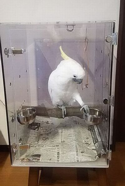 キバタンのアクリルキャリー