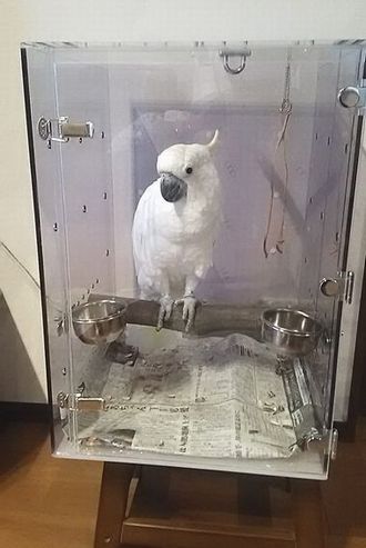 色はミスティスモーク