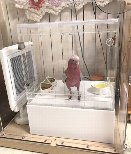 �a�C�̃����C���C���R�̗×{�A�N�����P�[�X