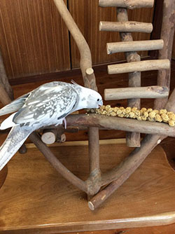 粟穂を食べるオカメインコ