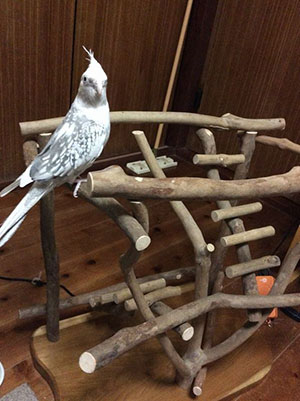 バードジムに乗るオカメインコ