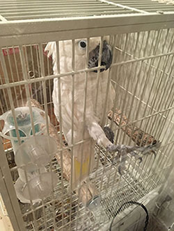 ����������L�т�^�C�n�N�I�E���̑�