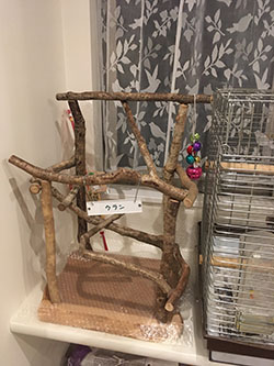 �o�[�h�W��