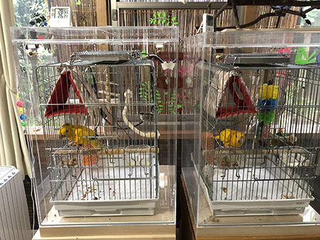 �j���I�E�C���R�̒���������ꂽ�A�N�����P�[�X