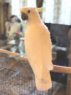 �~�܂�؂̏�̃A�I���L�o�^��