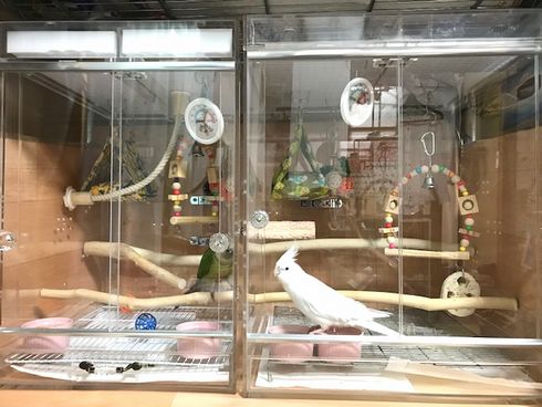 �A�N�����P�[�X�@���͈�����