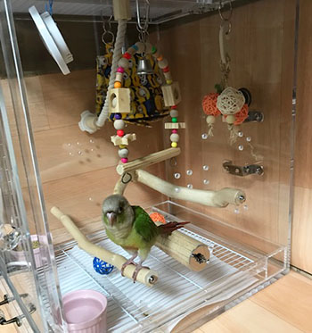 �C���R�p�̃A�N�����P�[�X