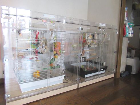 ズグロシロハラインコのアクリルケース