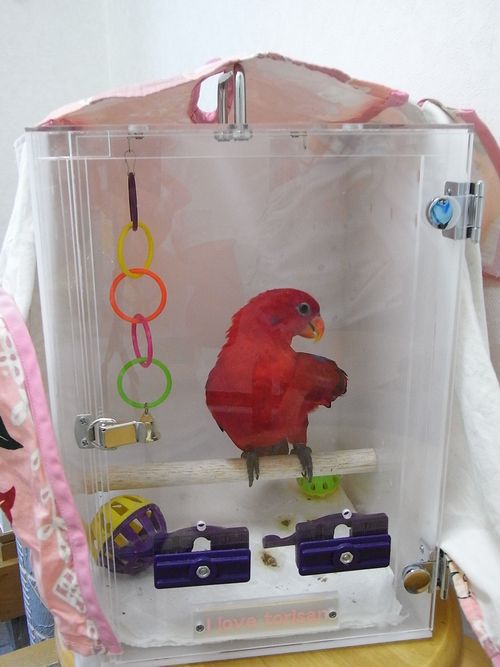 �q�C���R�̃L�����[�P�[�X