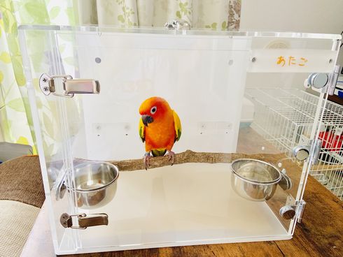 �R�K�l���L�V�R�C���R�̃L�����[�P�[�X