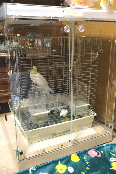 �I�J���C���R�̃A�N�����P�[�X�@�h���d�l