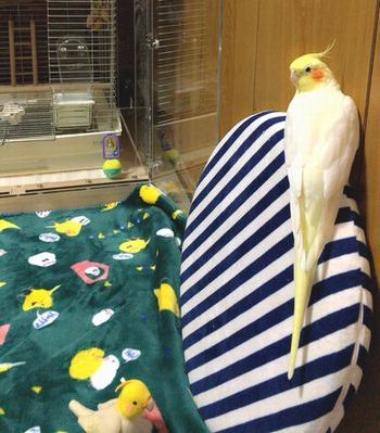 ���C�ɓ���̃N�b�V����