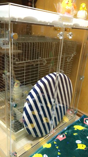 �I�J���C���R�̖ډB��