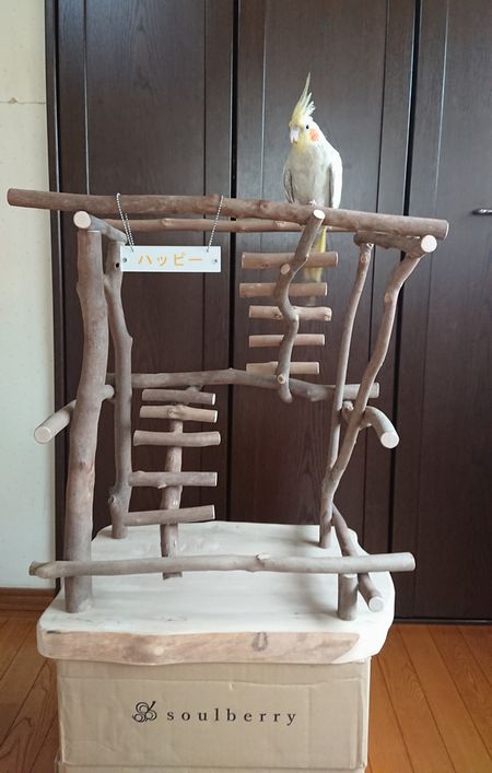 �o�[�h�W���ɏ��I�J���C���R