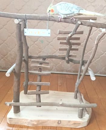 �؂̎}�̏�ŗV�ԃI�J���C���R