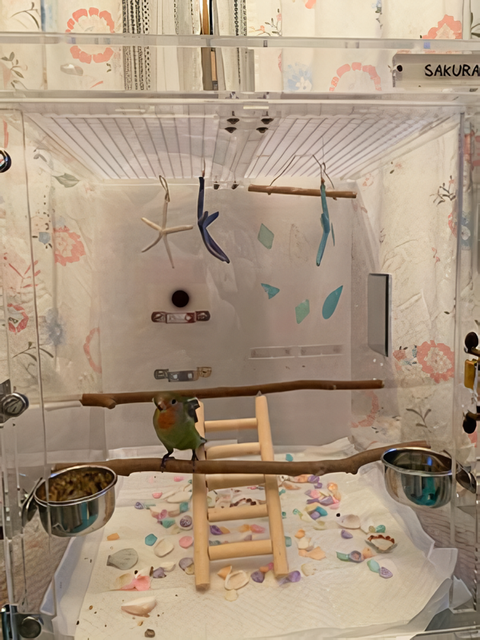 �R�U�N���C���R�̃A�N�����P�[�X