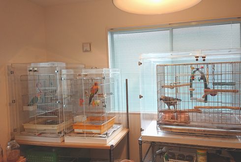 3����ԃC���R�̃A�N�����P�[�X