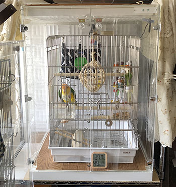 �V���n���C���R�̃A�N�����P�[�X�@�h���d�l