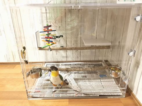 �Y�O���V���n���C���R�̃A�N�����P�[�X