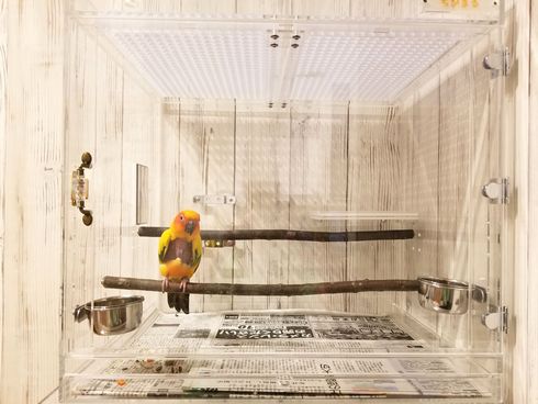 �R�K�l���L�V�R�C���R�̃A�N�����P�[�X