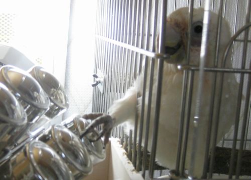 お菓子に足を延ばすインコ